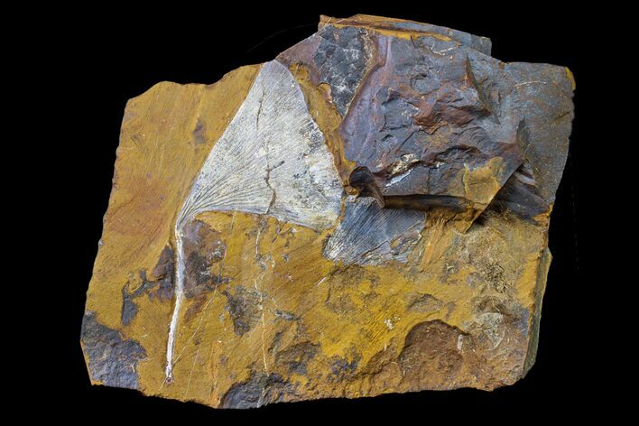 Fossil Ginkgo Leaf From North Dakota - Paleocene #156211